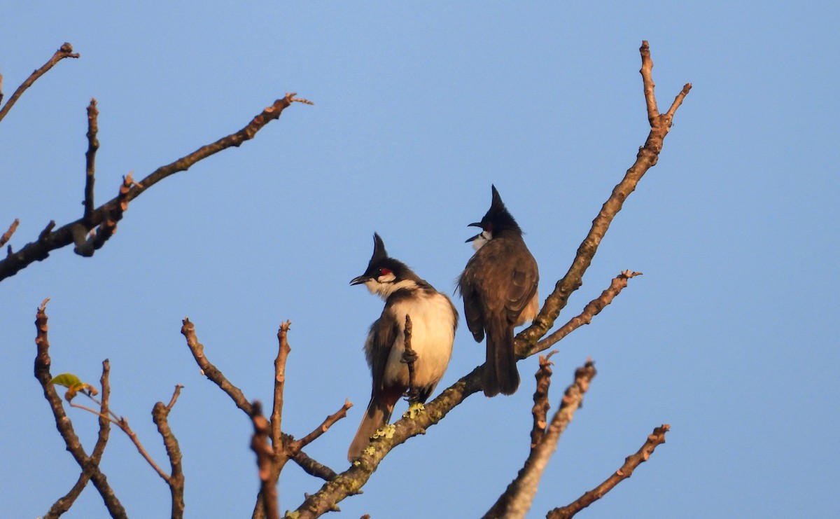 Bulbul orphée - ML646285635