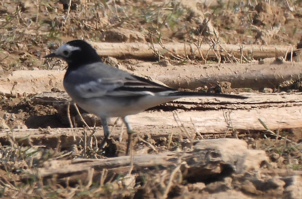 Bergeronnette grise - ML646285636