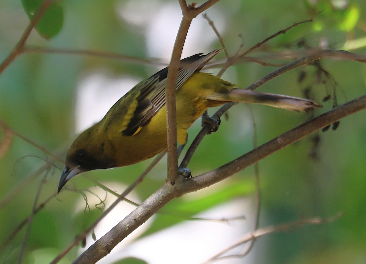 Oriole de Cuba - ML646285637