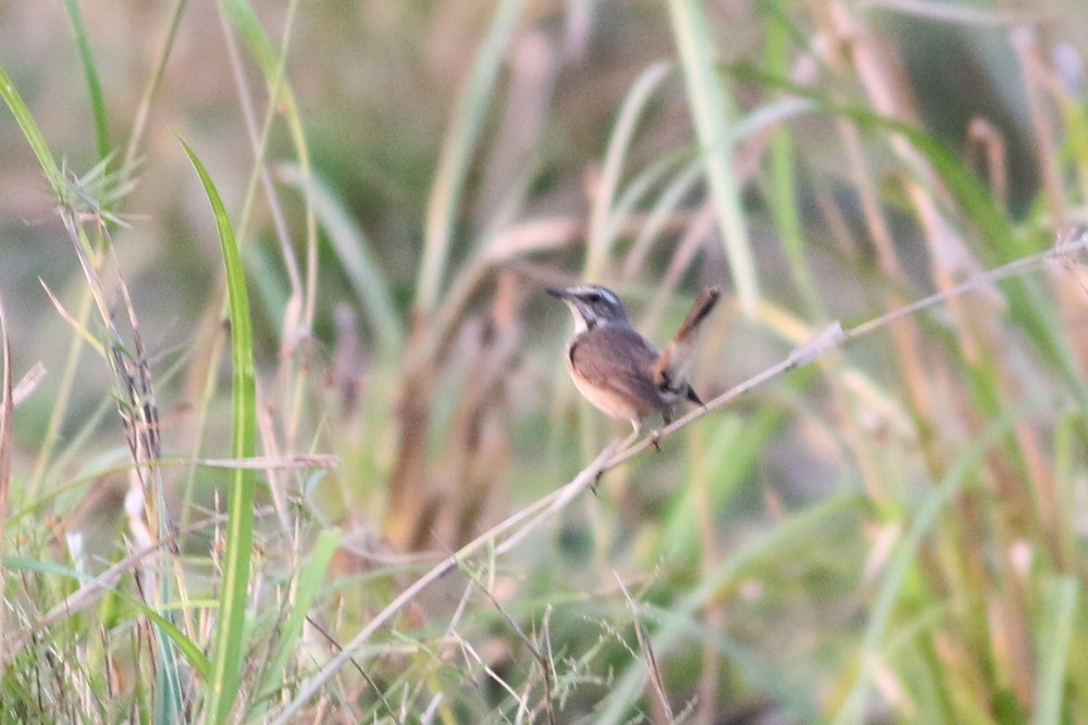 Bluethroat - ML646285651