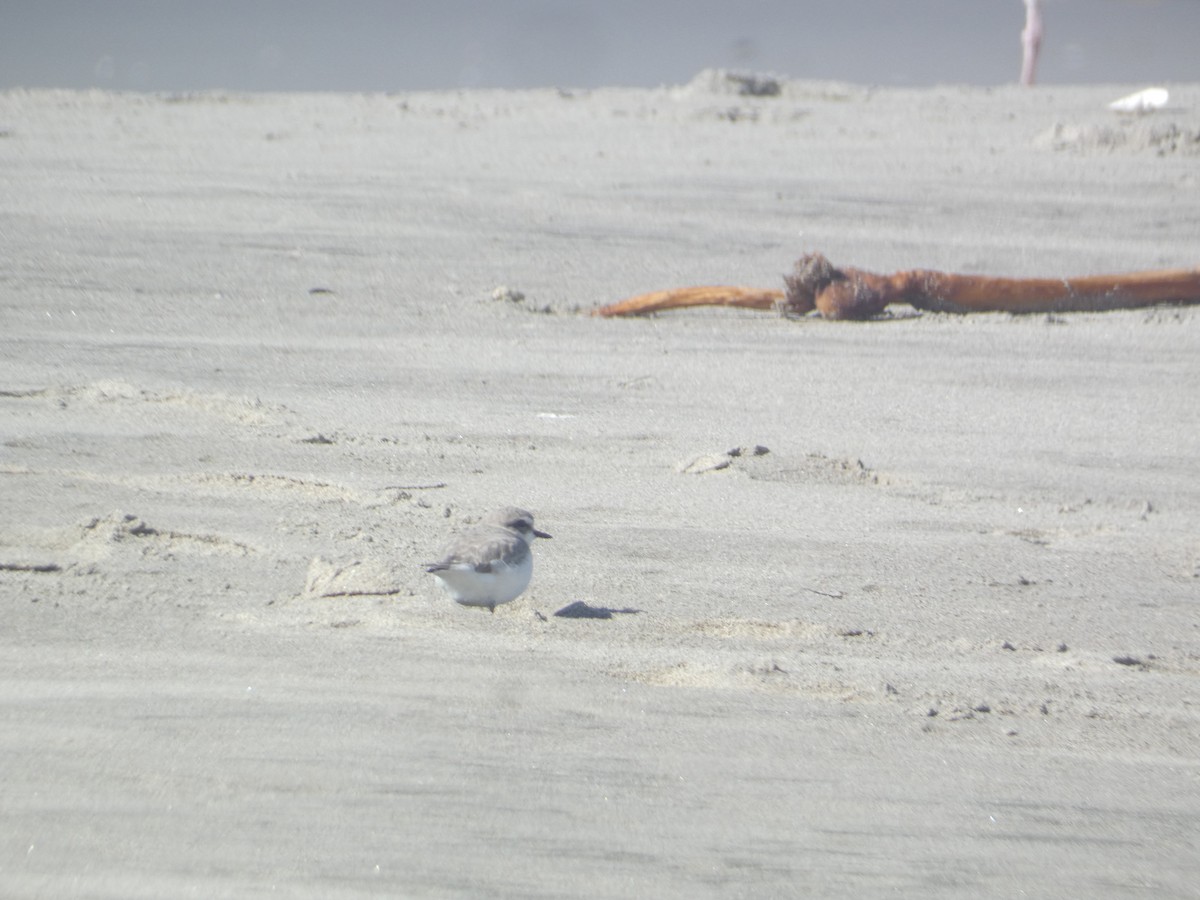 Snowy Plover - ML646285653