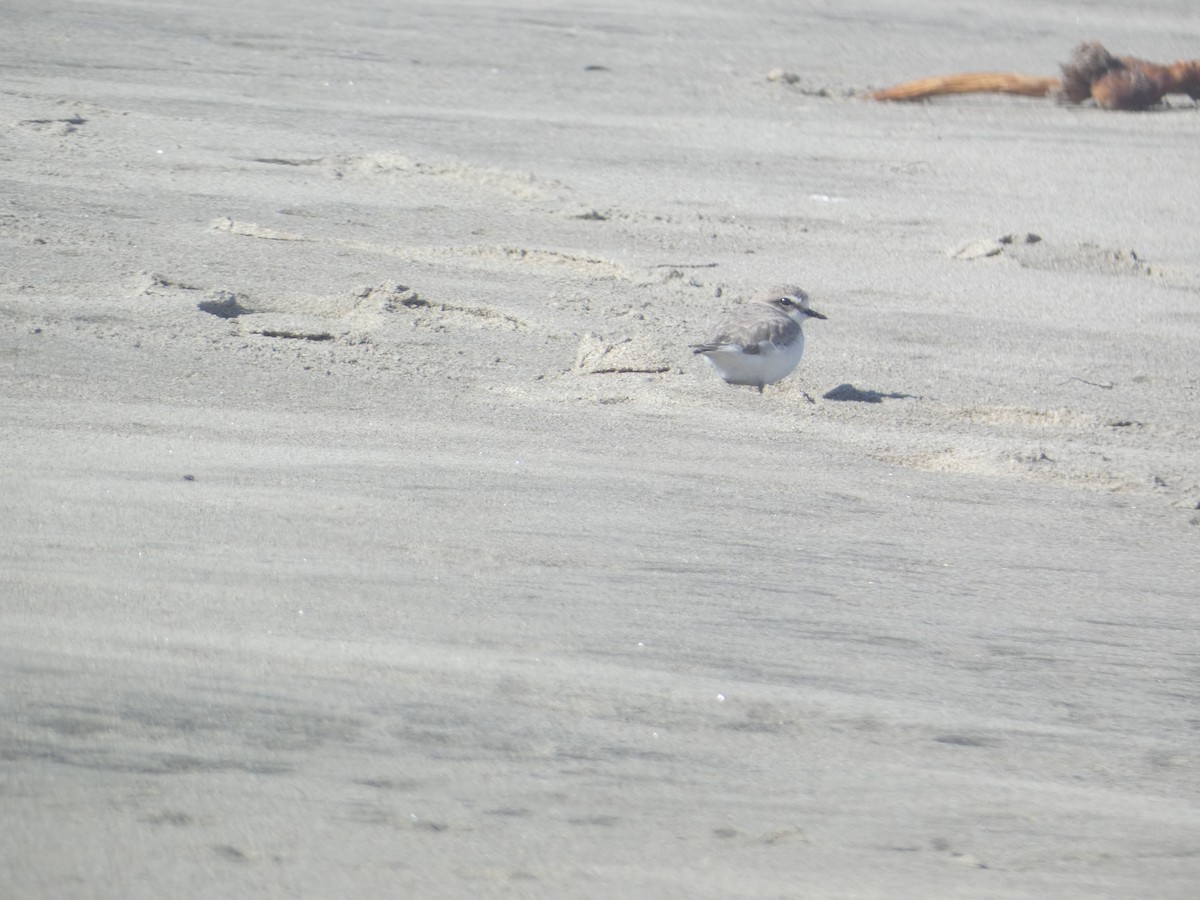 Snowy Plover - ML646285654