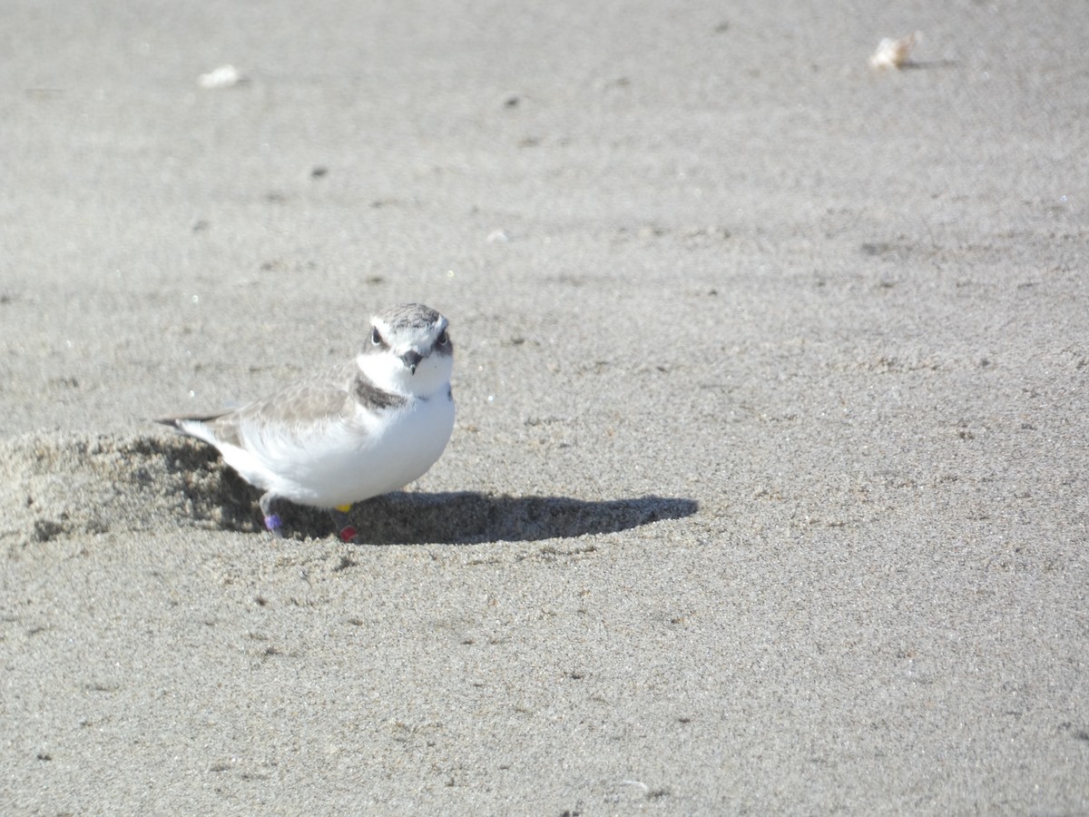 Snowy Plover - ML646285655