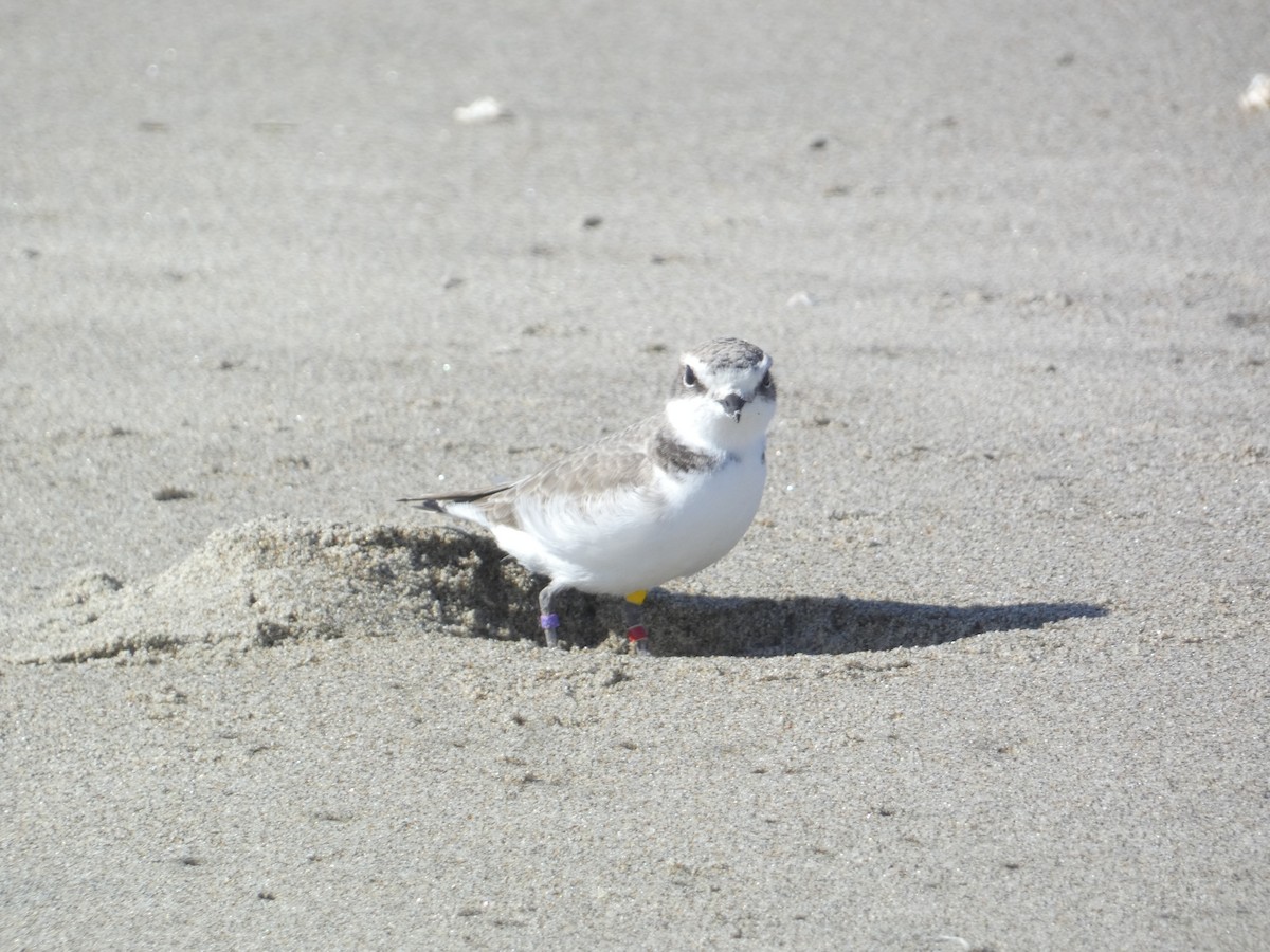 Snowy Plover - ML646285657
