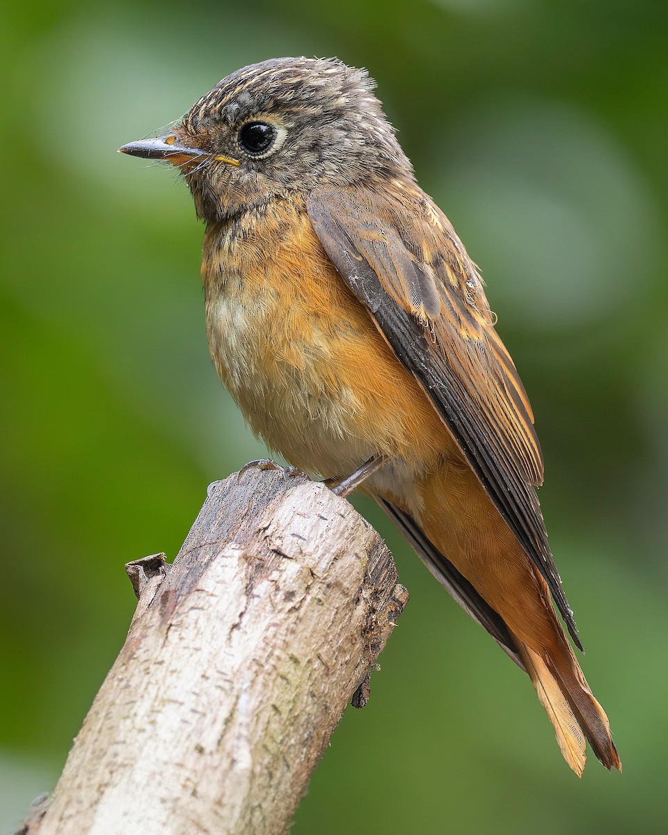 Gobemouche ferrugineux - ML646285658