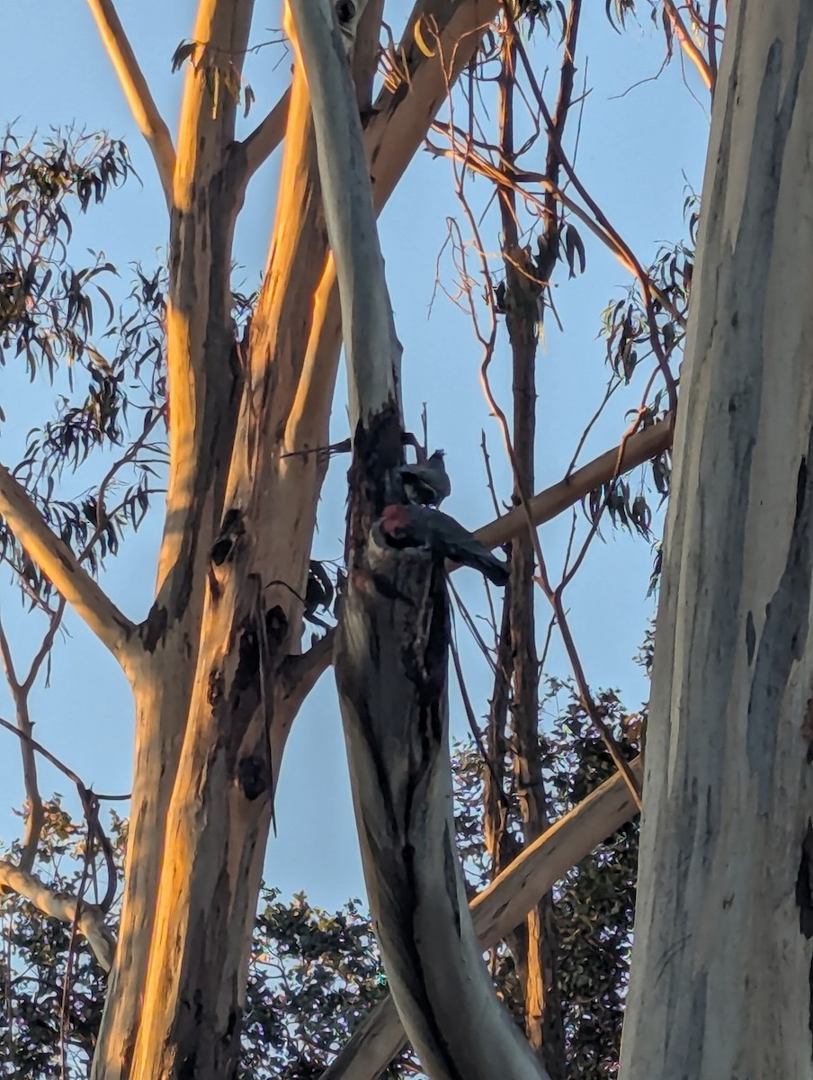 アカサカオウム - ML646285659