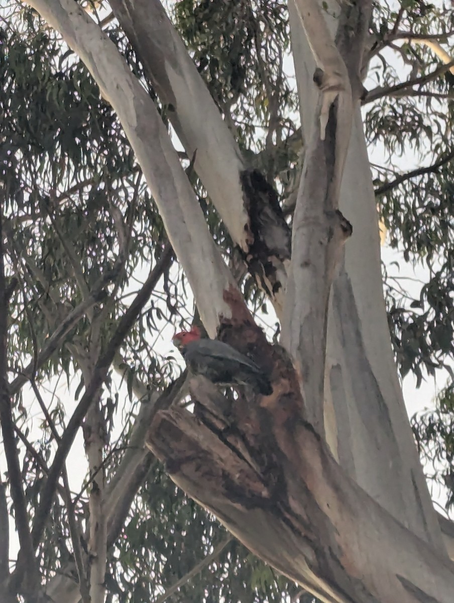 アカサカオウム - ML646285660