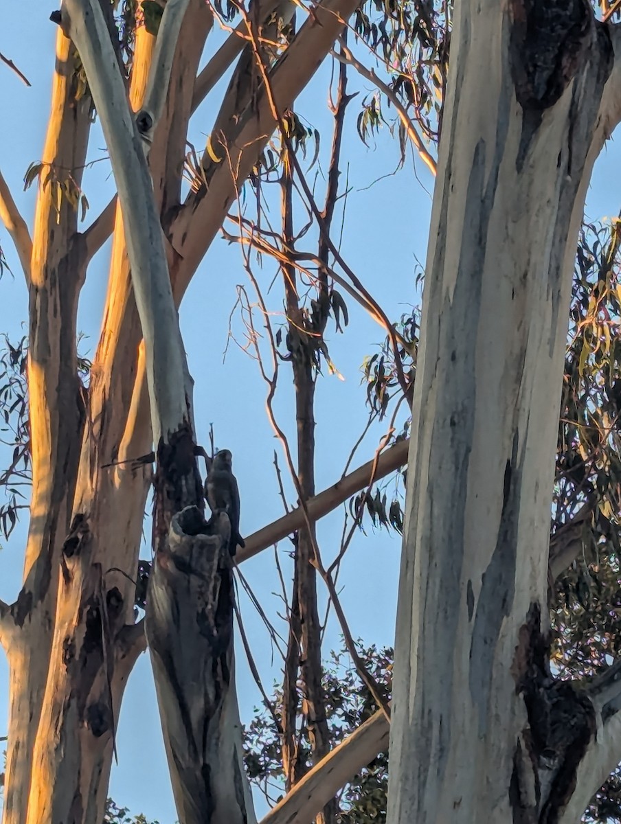 アカサカオウム - ML646285661