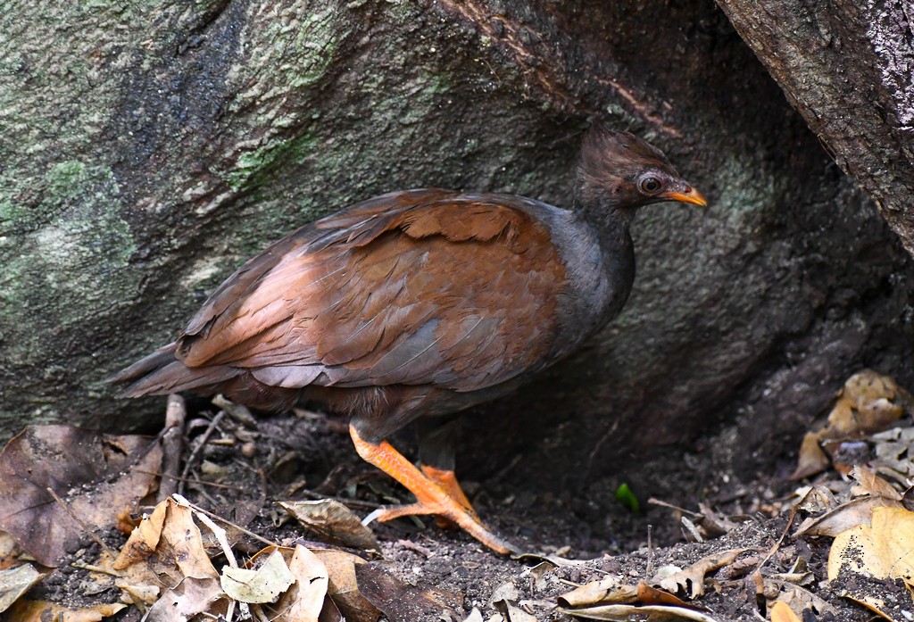Orange-footed Megapode - ML646285662