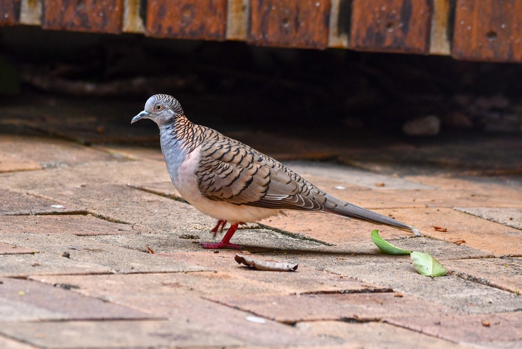 Bar-shouldered Dove - ML646285664