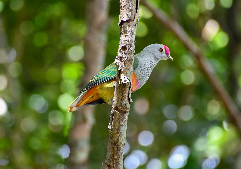 Rose-crowned Fruit-Dove - ML646285670