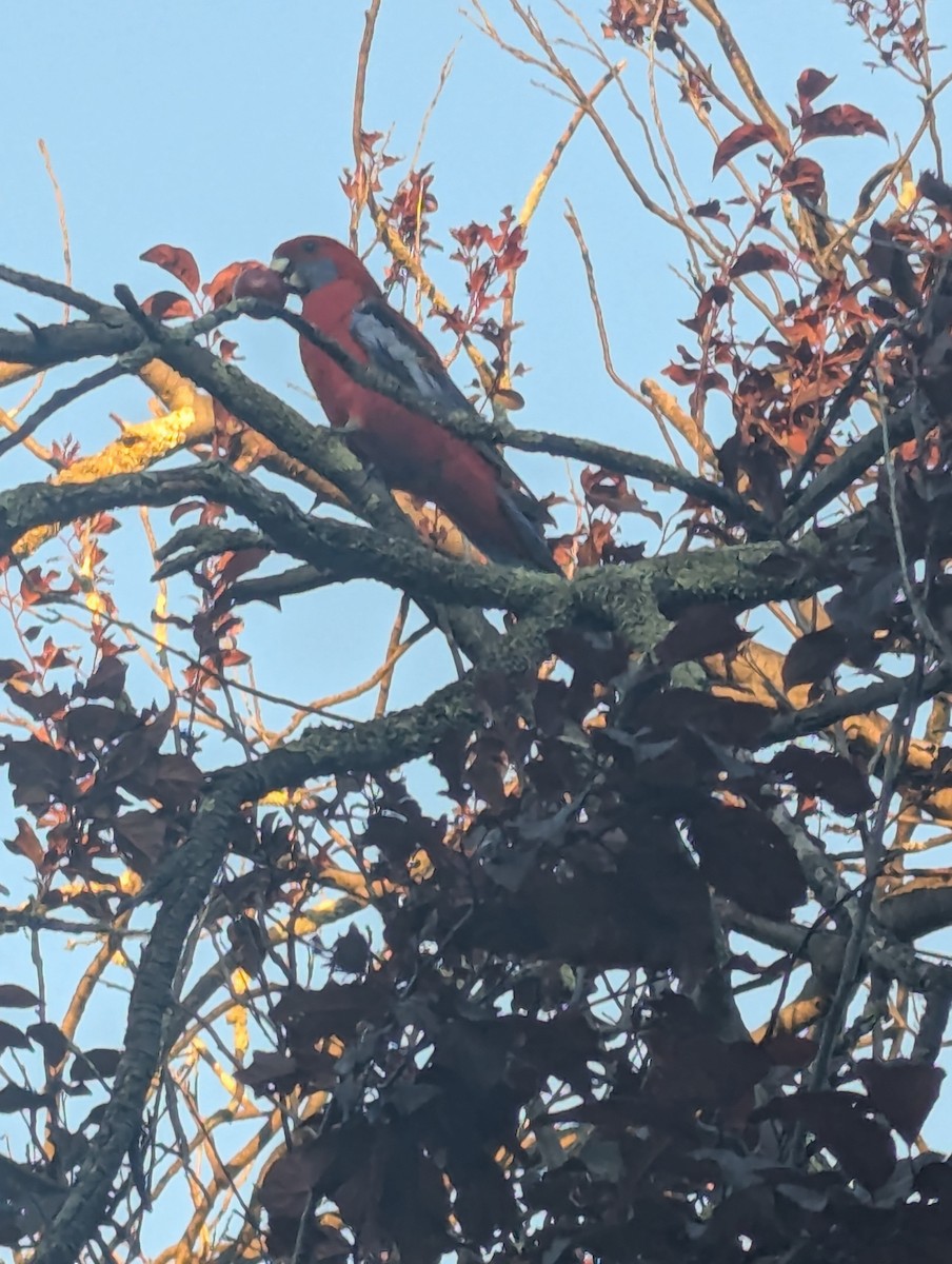 Crimson Rosella - ML646285675