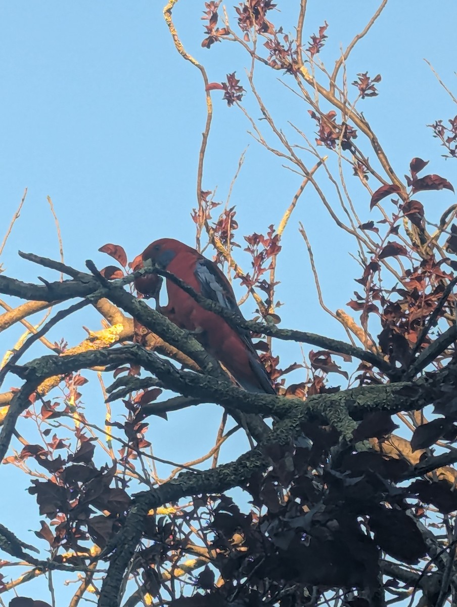 Crimson Rosella - ML646285676