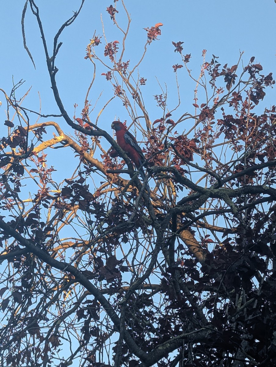 Crimson Rosella - ML646285677