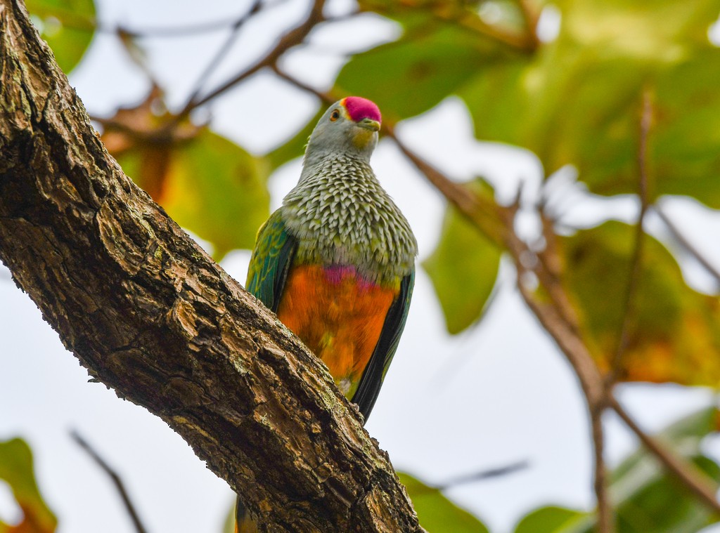 Rose-crowned Fruit-Dove - ML646285681