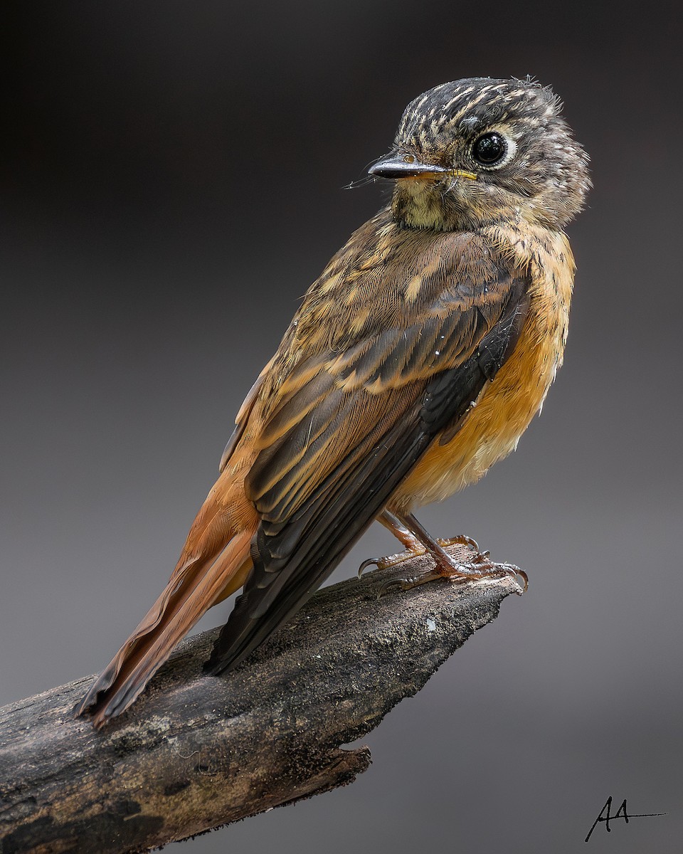 Gobemouche ferrugineux - ML646285685