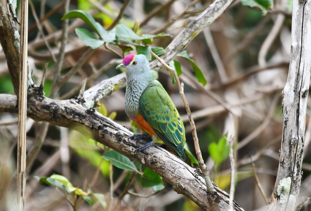 Rose-crowned Fruit-Dove - ML646285686
