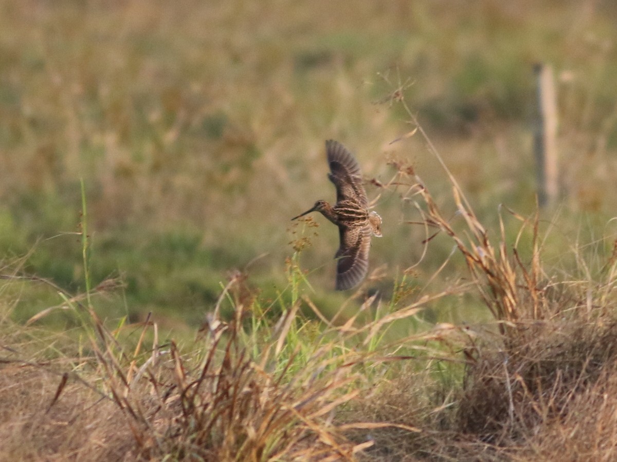 ハリオシギ - ML646285689