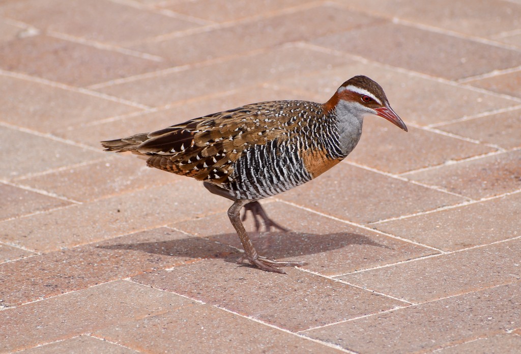 Buff-banded Rail - ML646285692