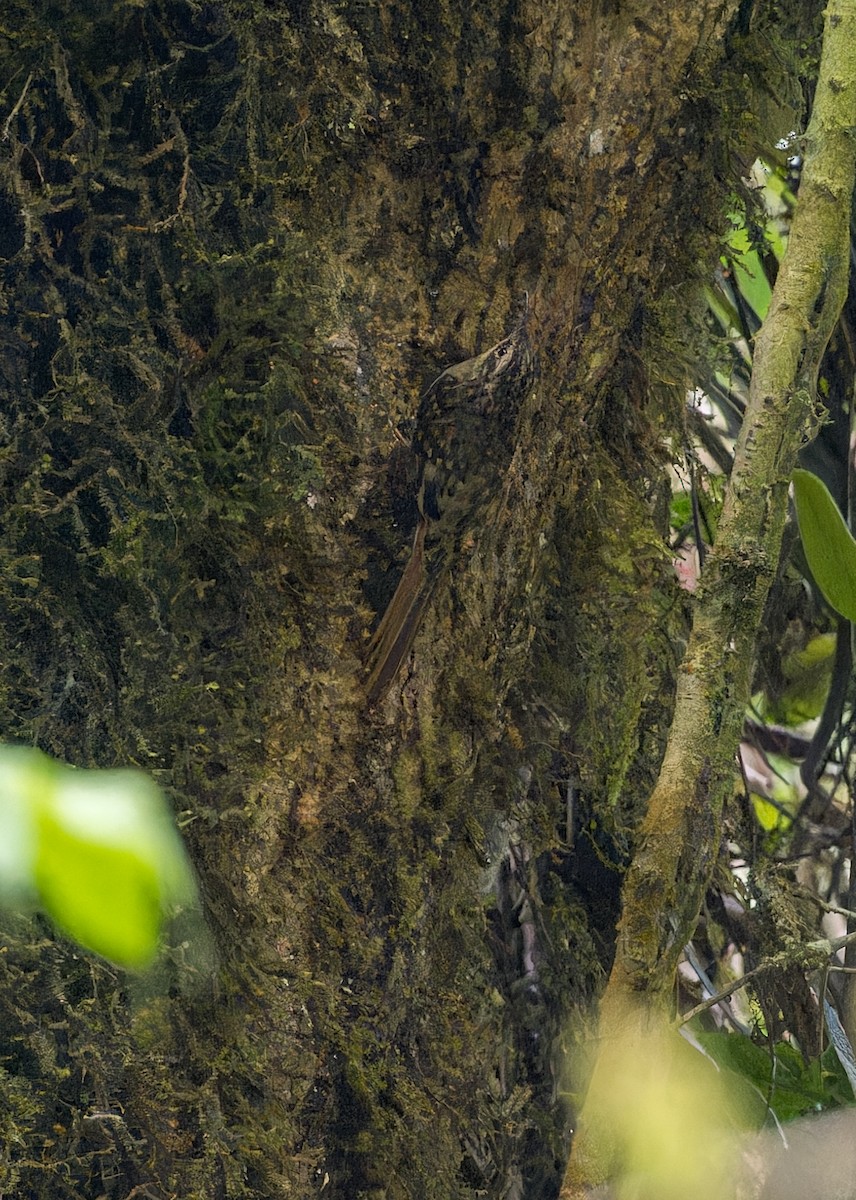 Grimpereau discolore - ML646285694