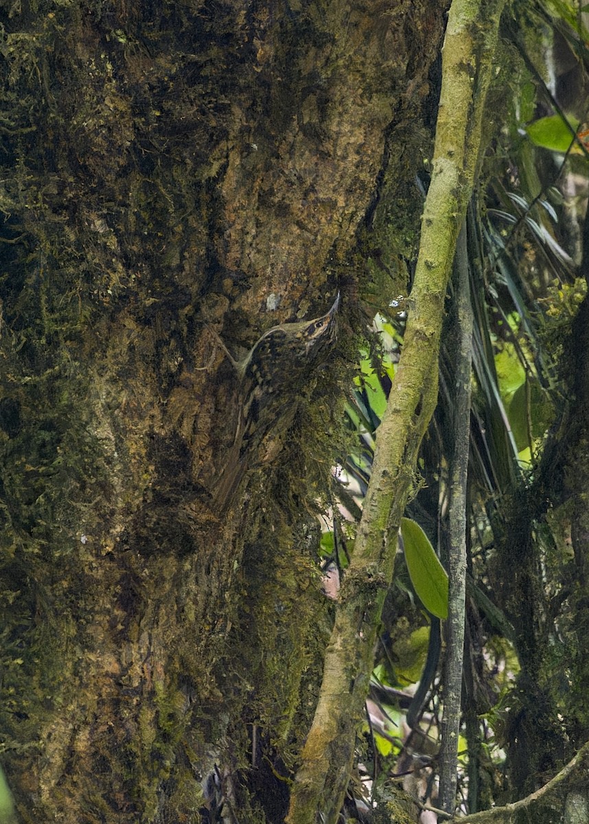 Grimpereau discolore - ML646285695