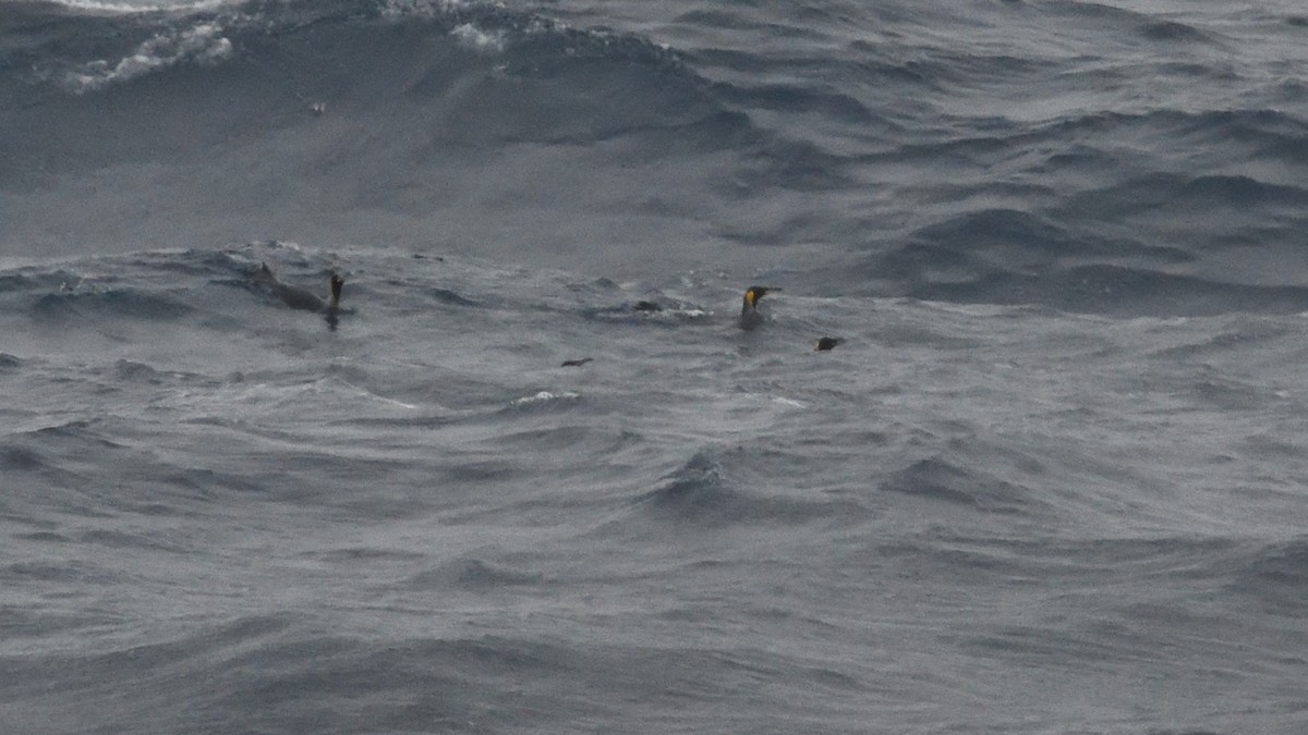 Manchot royal - ML646285696