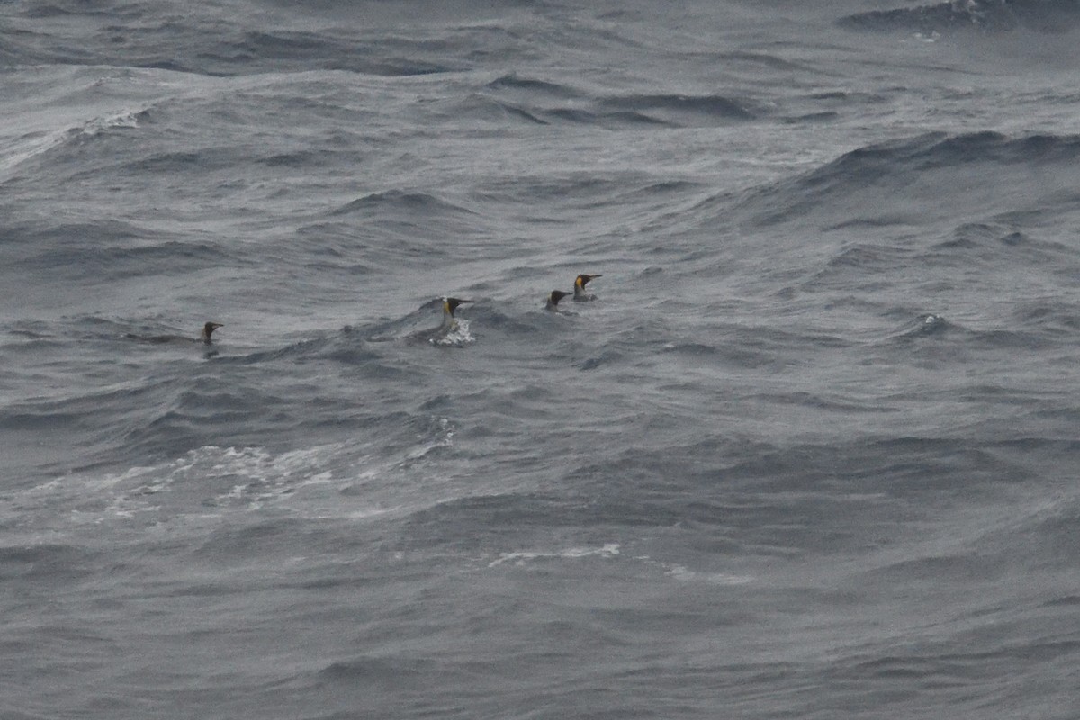 Manchot royal - ML646285698