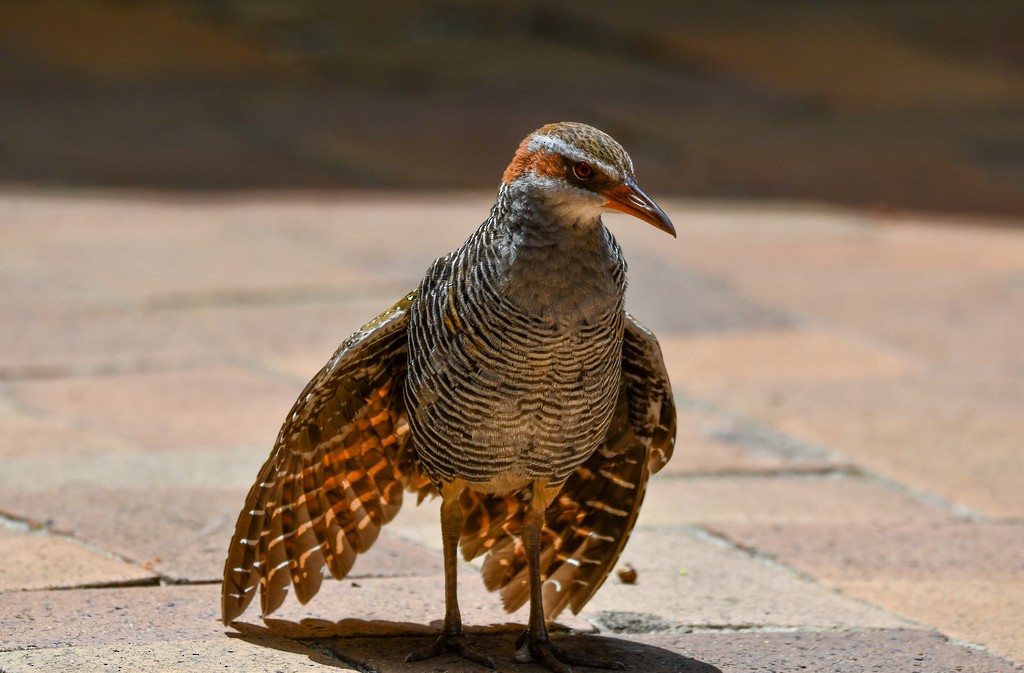 Râle tiklin - ML646285699