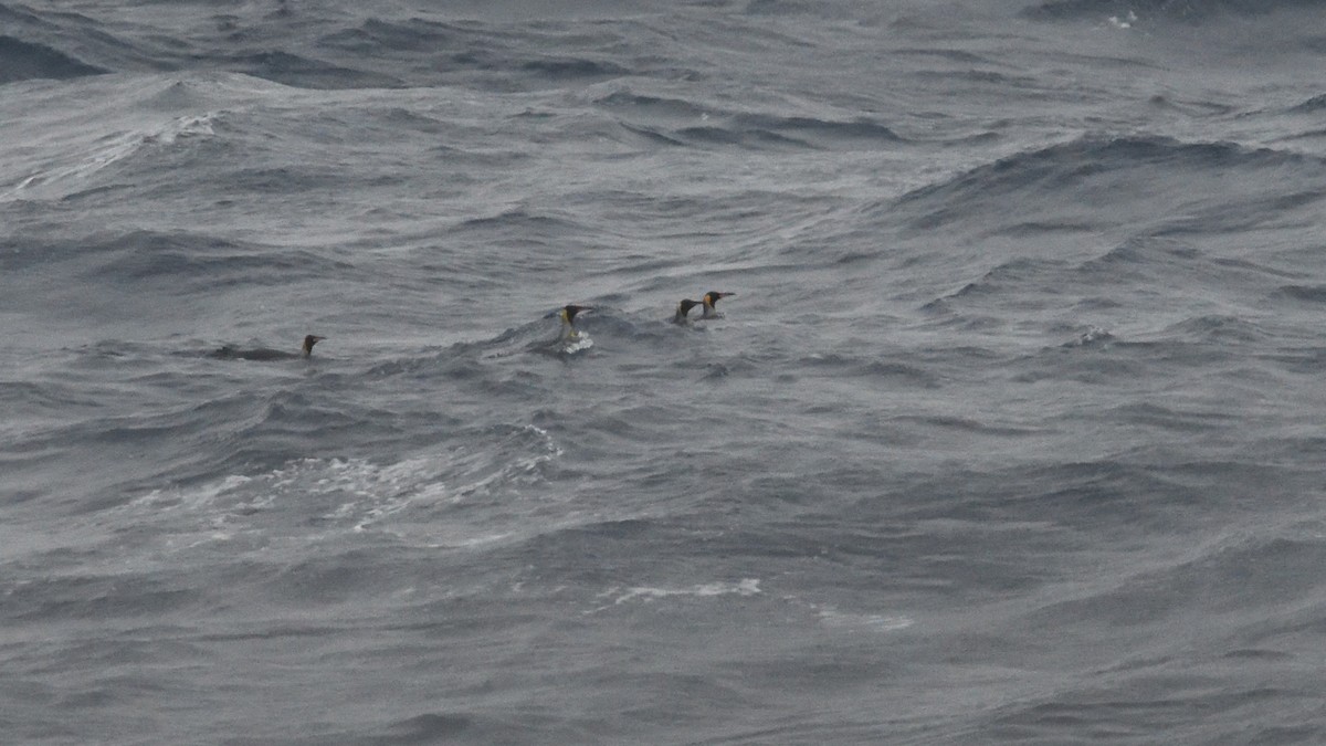 Manchot royal - ML646285700