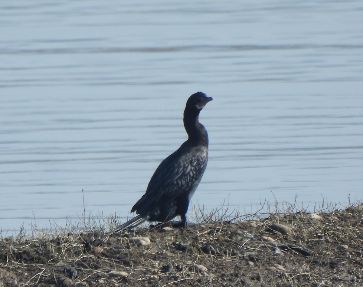 Cormoran de Vieillot - ML646285701