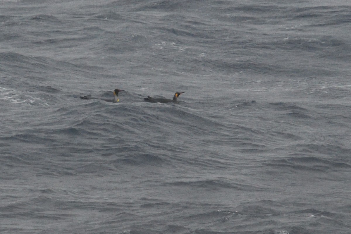 Manchot royal - ML646285702