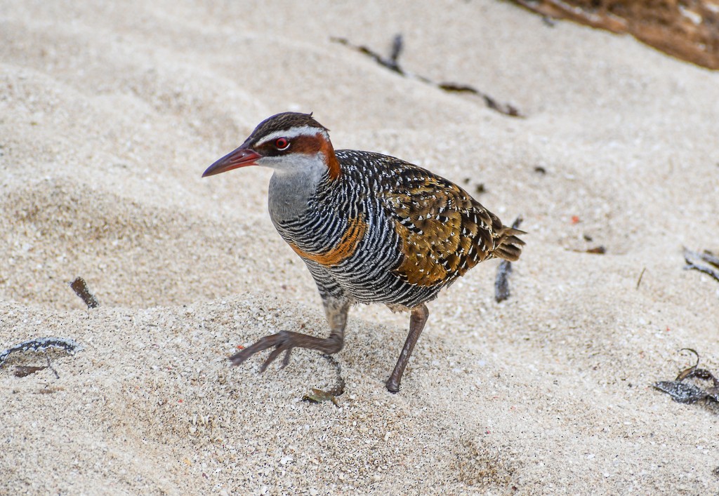 Râle tiklin - ML646285703