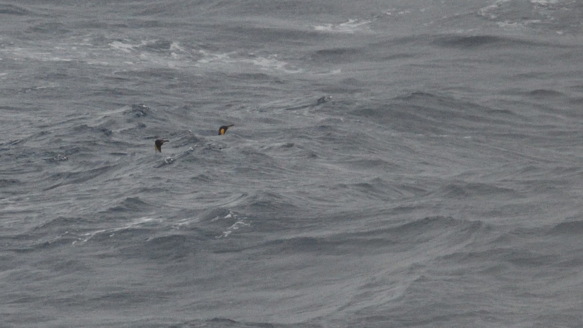 Manchot royal - ML646285704