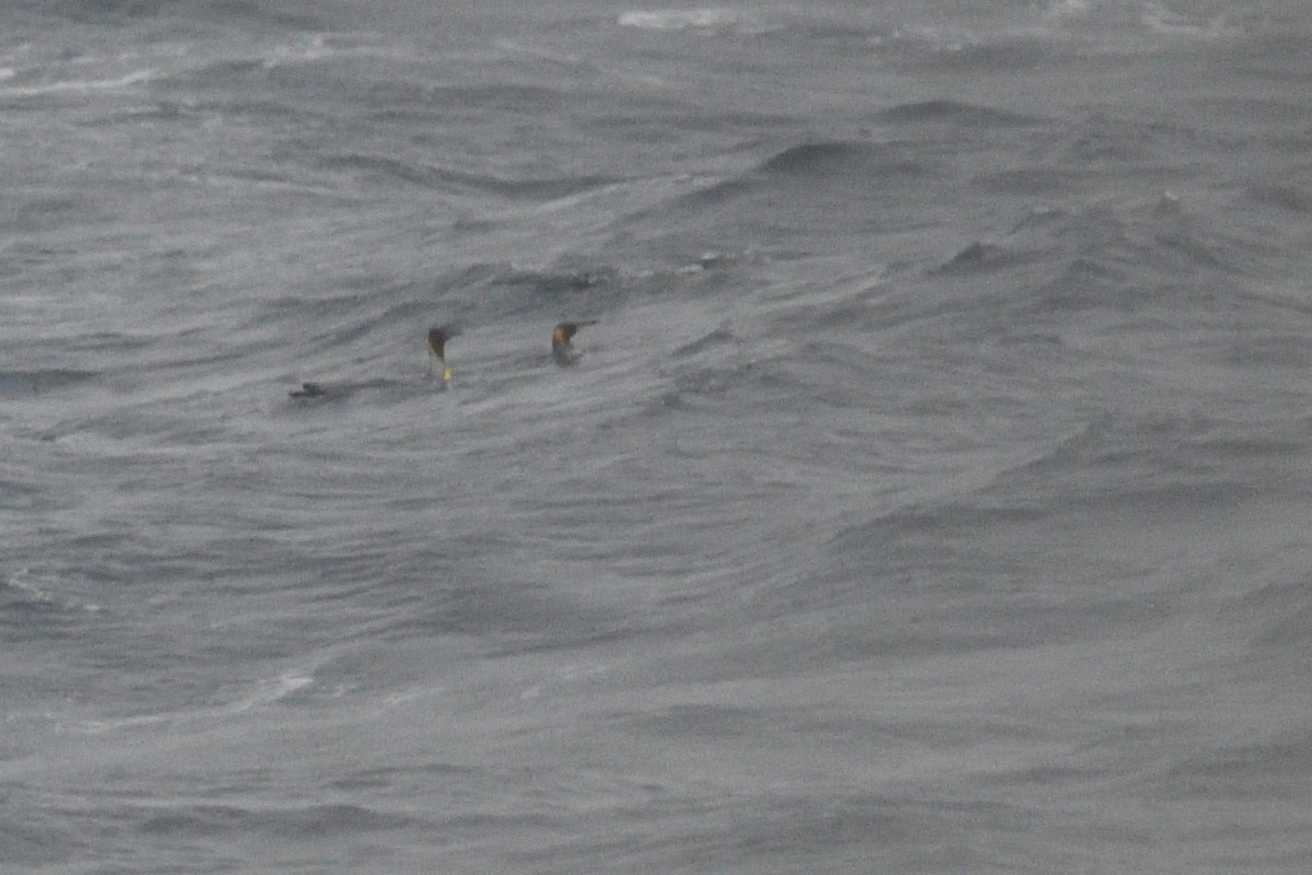 Manchot royal - ML646285705