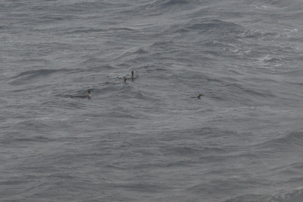 Manchot royal - ML646285706