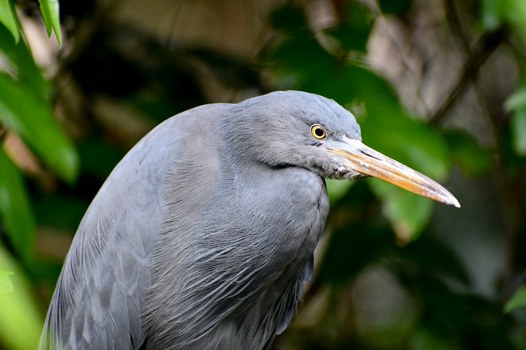 Aigrette sacrée - ML646285708