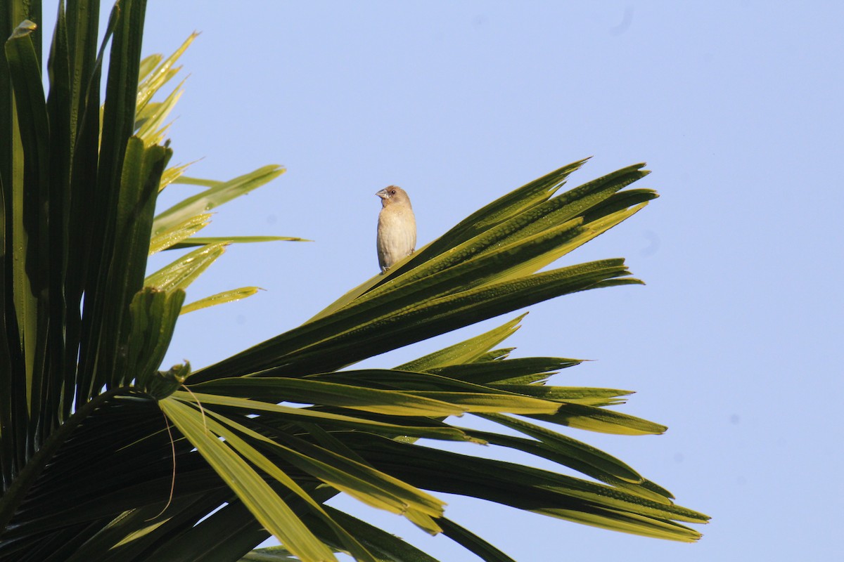 Capucin damier - ML646285711