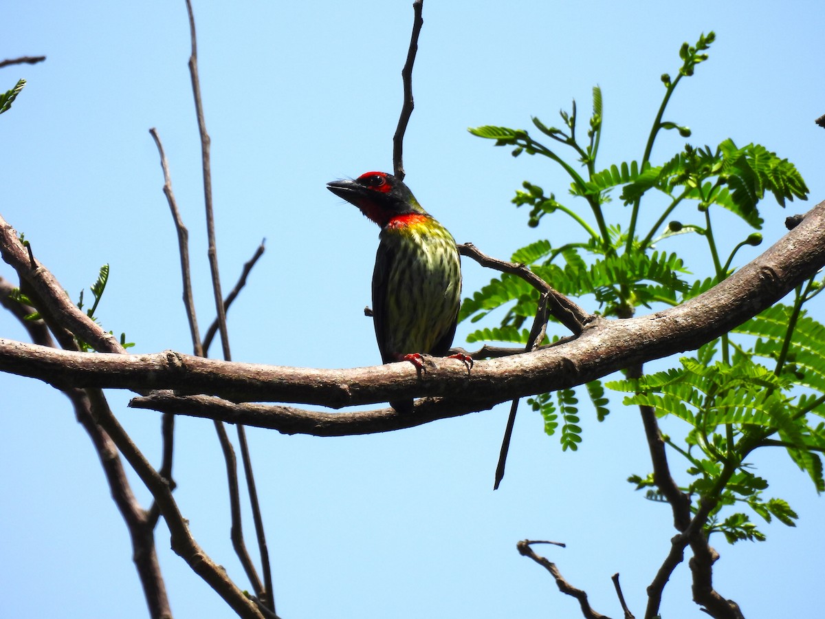 Barbu à plastron rouge - ML646285712