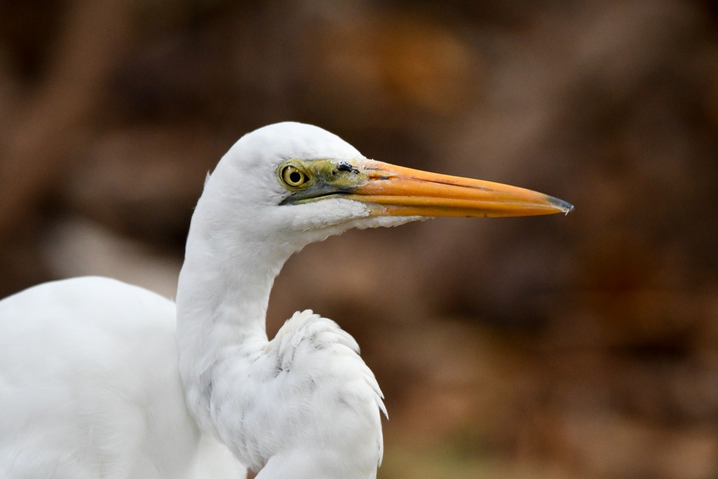 Grande Aigrette - ML646285714