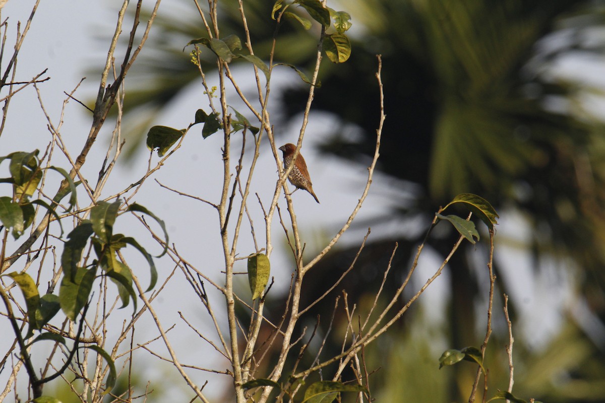 Capucin damier - ML646285716