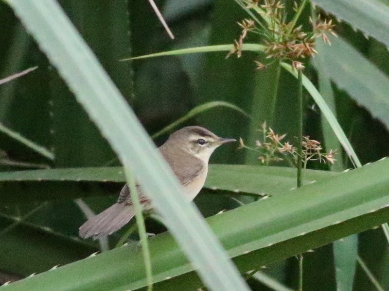 Rousserolle de Schrenck - ML646285717