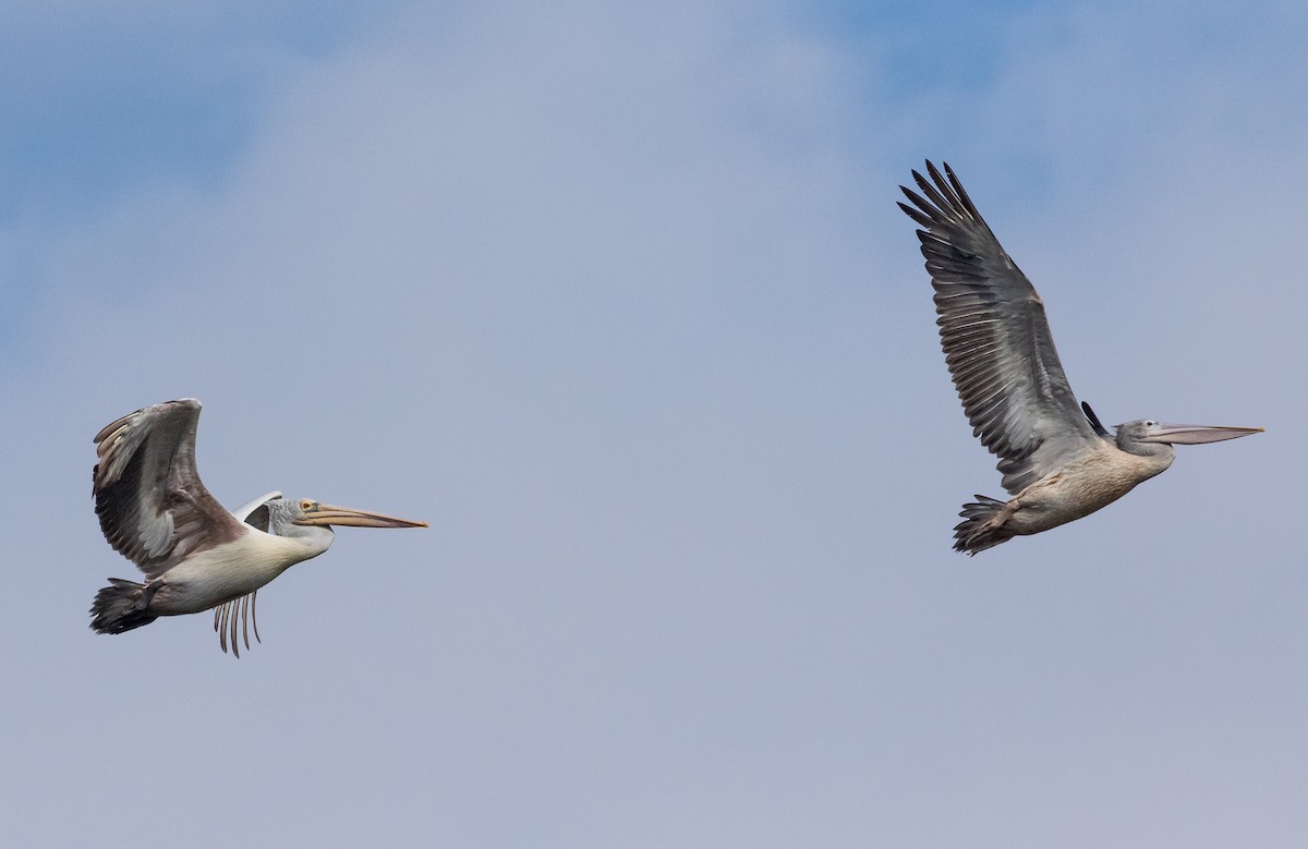Pélican à bec tacheté - ML646285718
