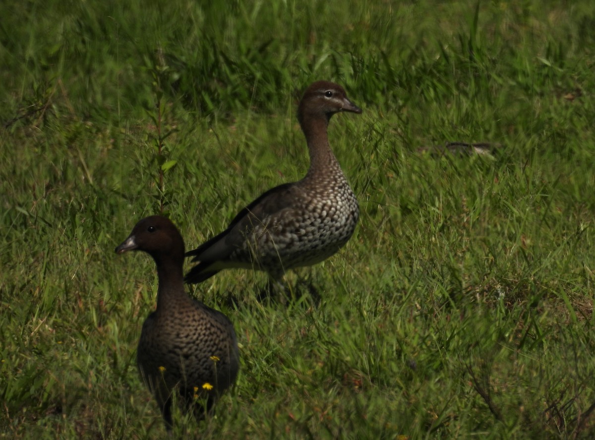 Canard à crinière - ML646285719
