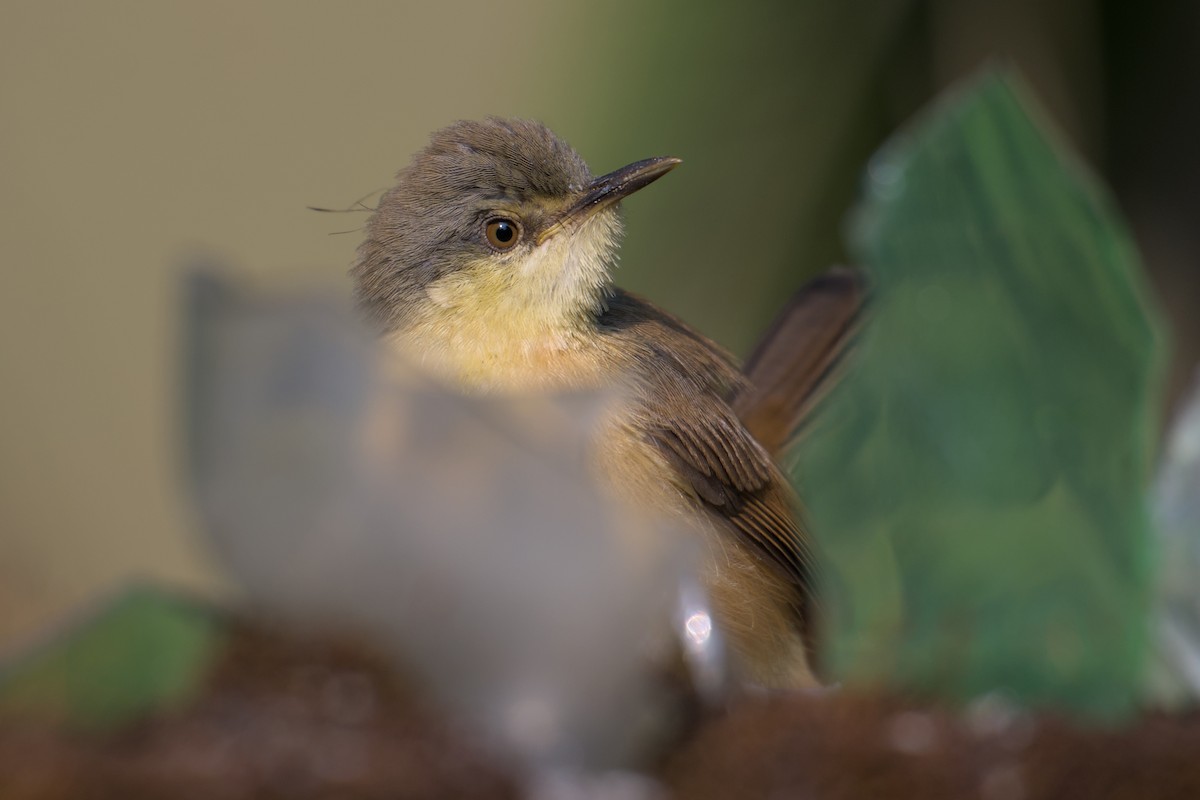 Рыжебрюхая приния - ML646285724