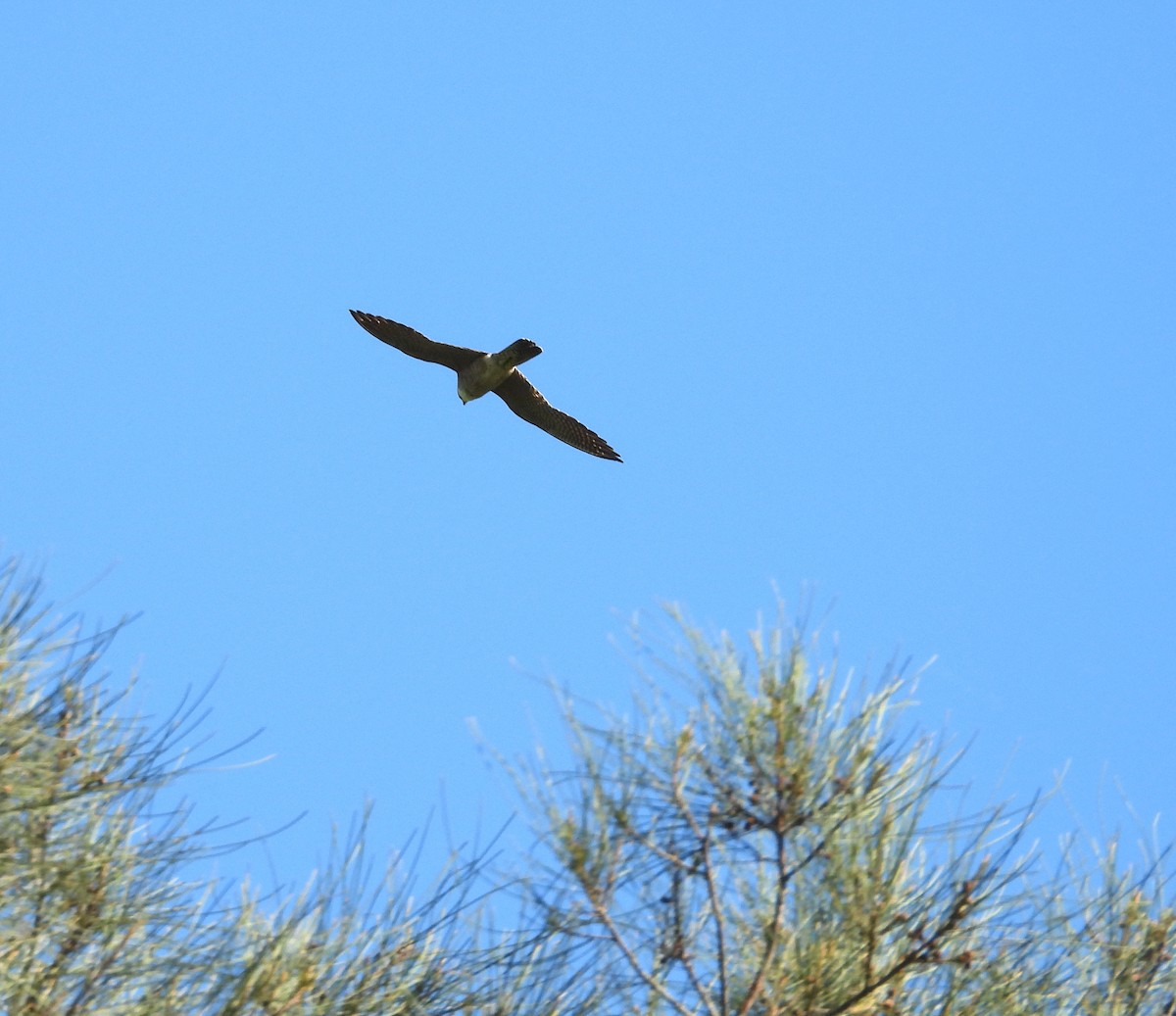 Petit Faucon - ML646285725