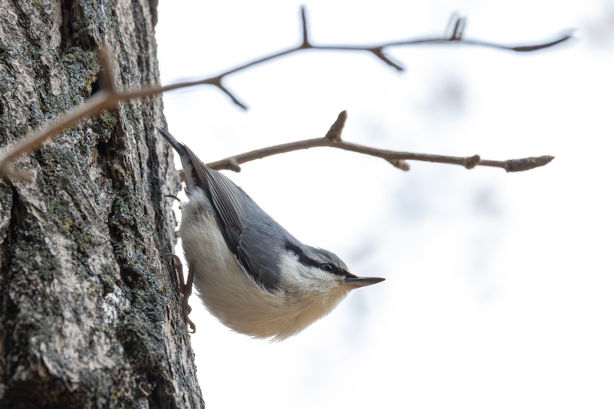 Sittelle torchepot - ML646285726