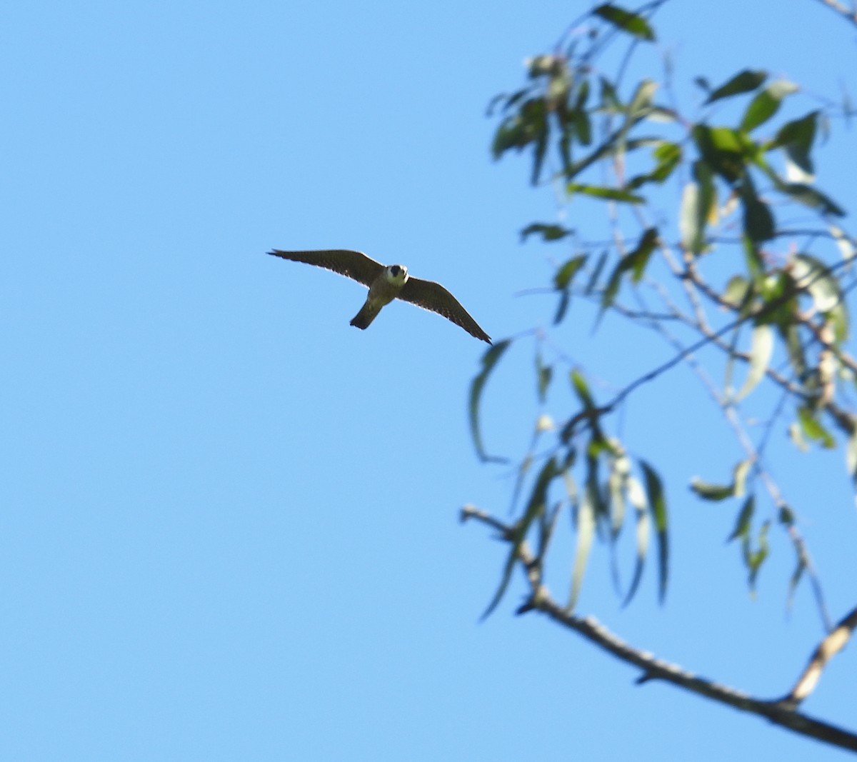 Австралийский чеглок - ML646285727