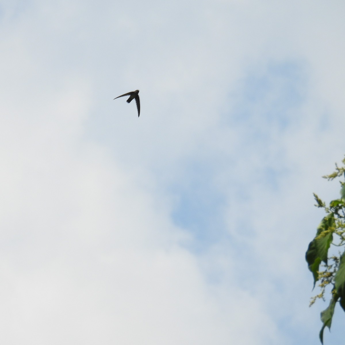 Salangane linchi - ML646285728