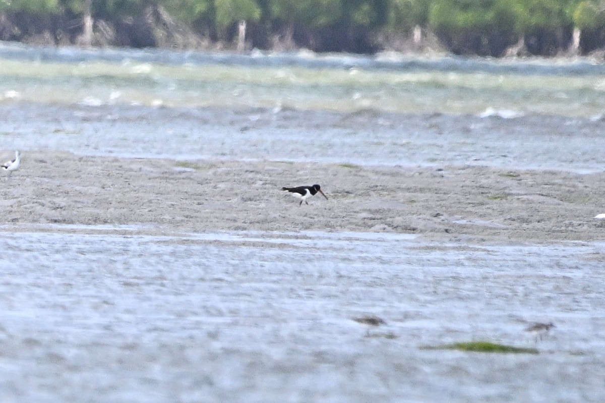 Кулик-сорока - ML646285729