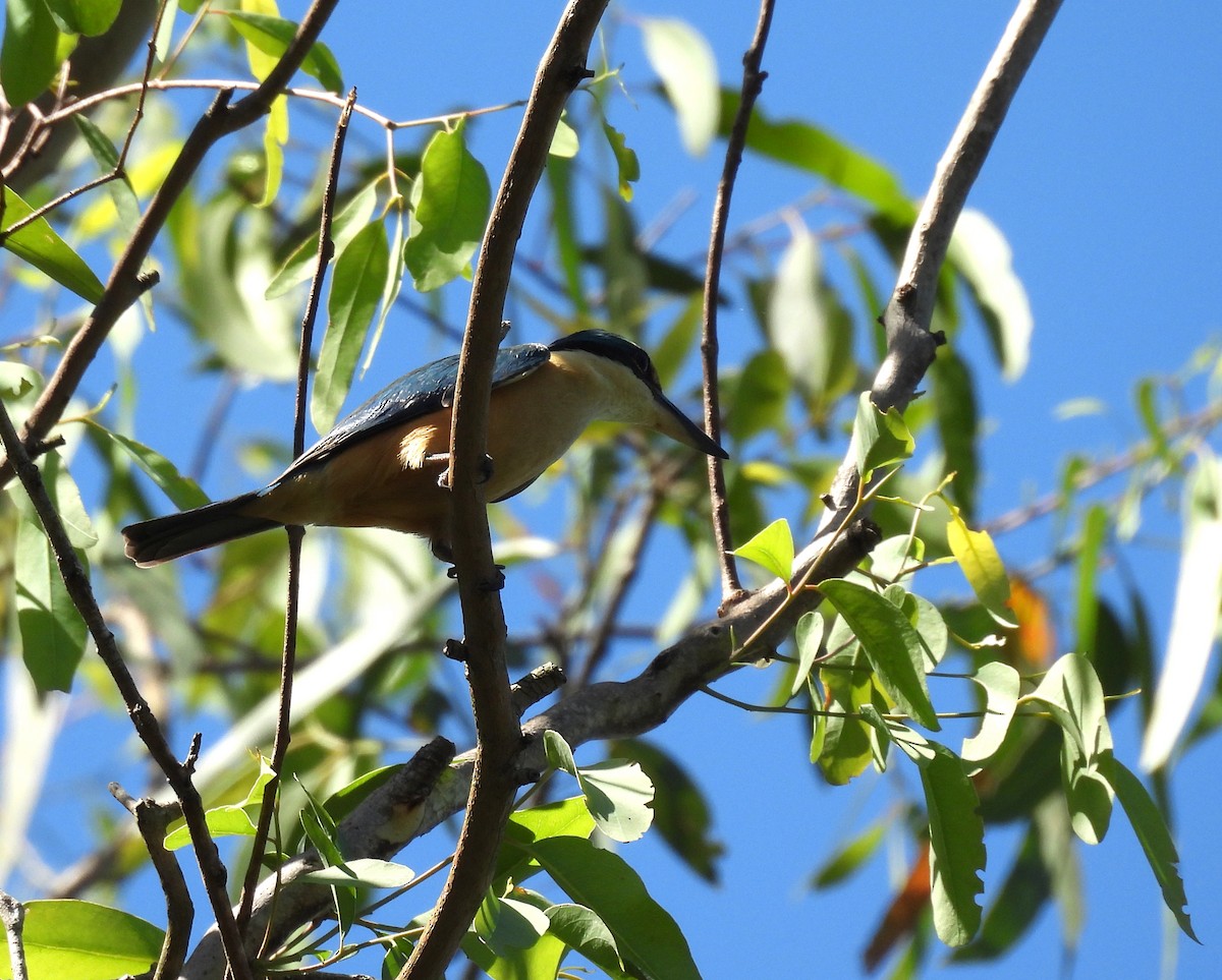 Священная альциона - ML646285730